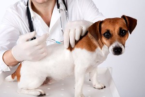 dog-vaccination-terrier-110687510-01