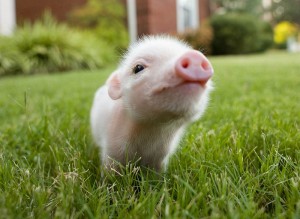 Micro pig